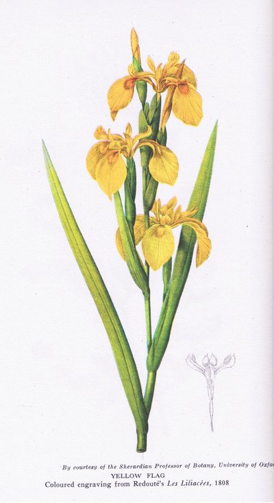 Yellow Flag, Nature in Britain by Pierre Joseph Redouté